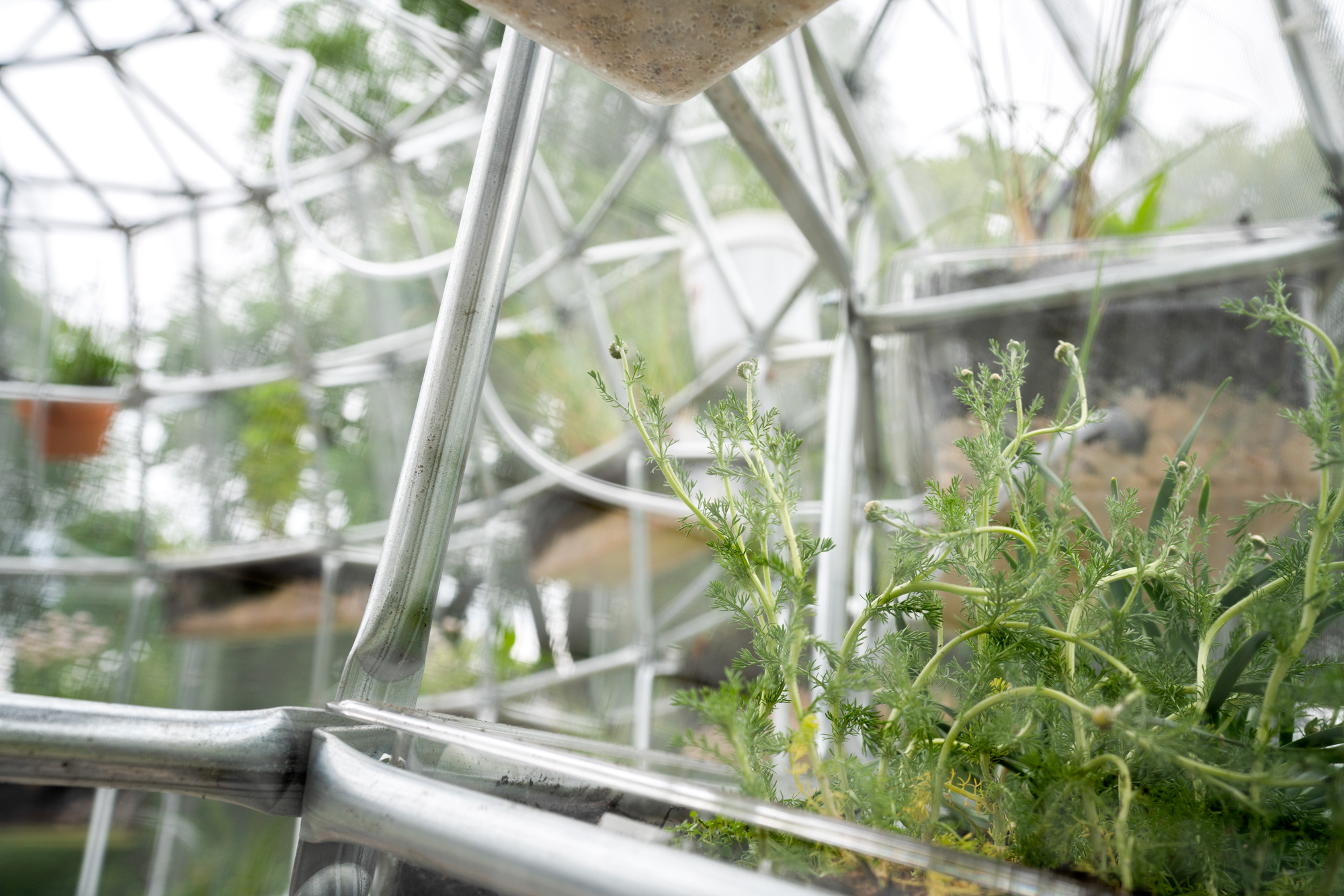 Another view of inside the sculpture, showing a close up of one of the plants sitting in the clear bins. It is a chamomile plant with soft, fern like fronds. Various tubes and metal bars poplulate the background. 